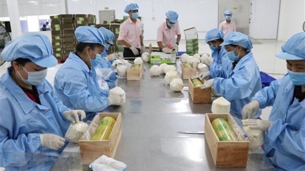 Ben Tre’s export turnover up 14.1 percent in six months