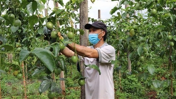 Vietnam to export passion fruits to China