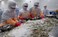 eu remains top market of vietnamese shrimp