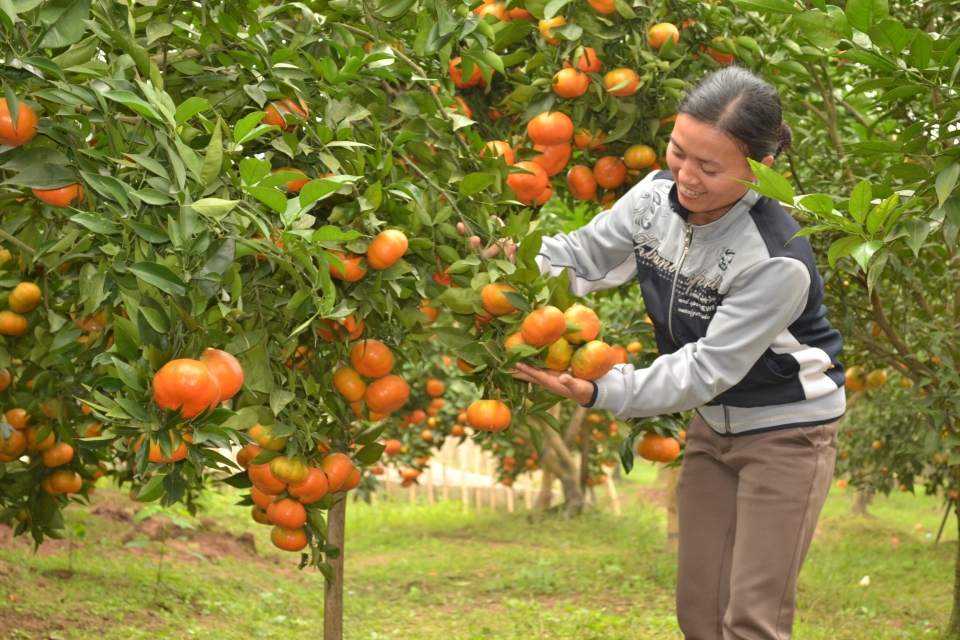 vietnamese farm produce confidently conquering the eu market