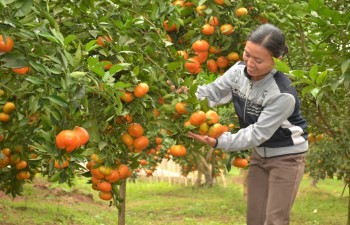 More organic products needed to boost agro exports to EU
