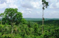 forestry exports rise by 16 percent in 2018