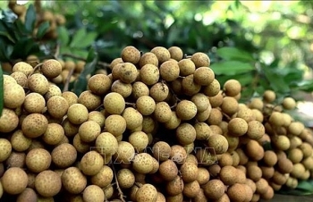 Vietnam steps up work to help longan enter Australian market