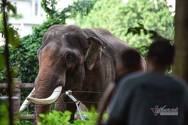 Sai Gon Zoo receives tonnes of food donations for its 1,500 animals
