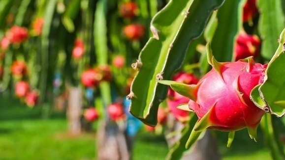 Measures sought to boost export of dragon fruit to India, Pakistan