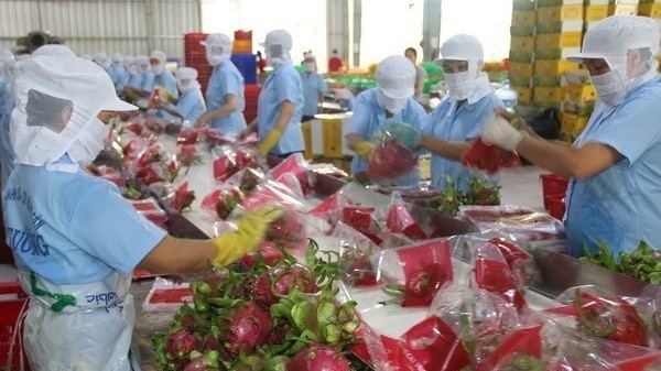 Viet Nam to diversify dragon fruit markets