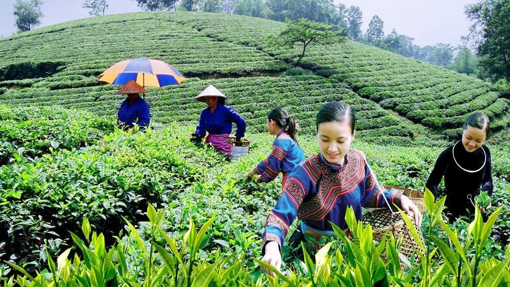 Viet Nam’s tea exports to Australia surge