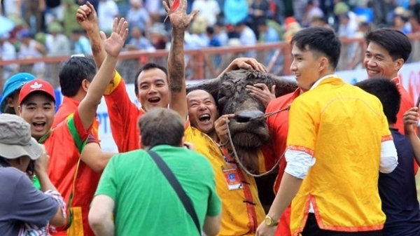 Do Son Buffalo Fighting Festival to be held from Aug. 27-Sept. 11