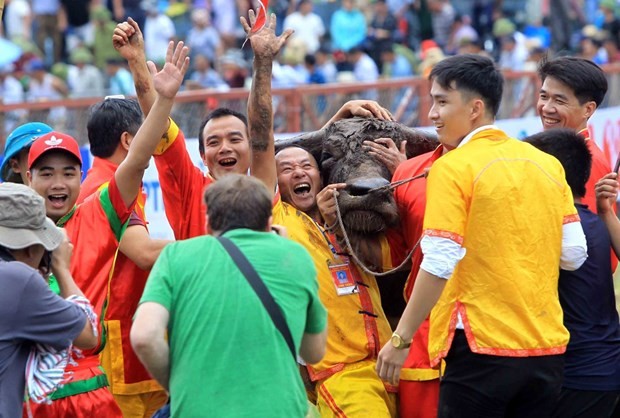 Do Son Buffalo Fighting Festival to be held from Aug. 27-Sept. 11