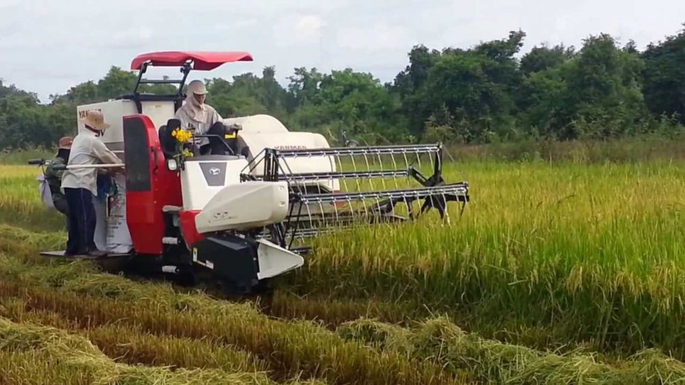 An Giang to ship 126 tonnes of fragrant rice to EU at zero tariff rate