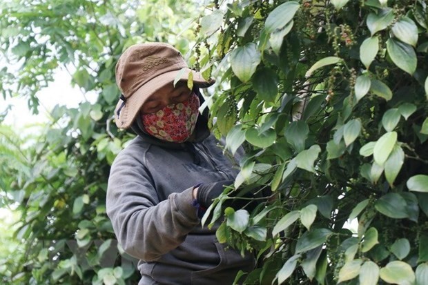 Vietnam’s peppercorn exports to Germany facing difficulties amid COVID-19