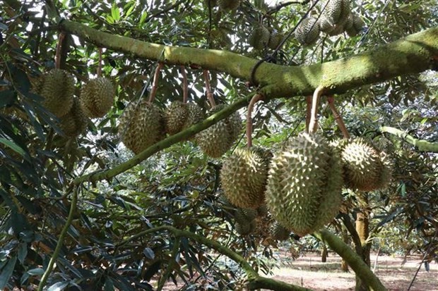 A Dona durian farm in the Central Highlands province of Dak Lak. (Photo: VNA)