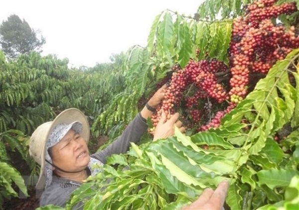 Brazil invites Vietnamese enterprises to attend International Coffee Week
