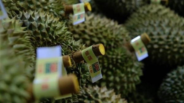 Lam Dong ships its first 70 tonnes of durian to China
