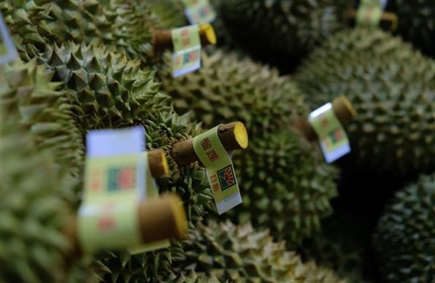 Lam Dong ships its first 70 tonnes of durian to China