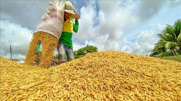 Mekong Delta households benefit from German-funded rice value chain project