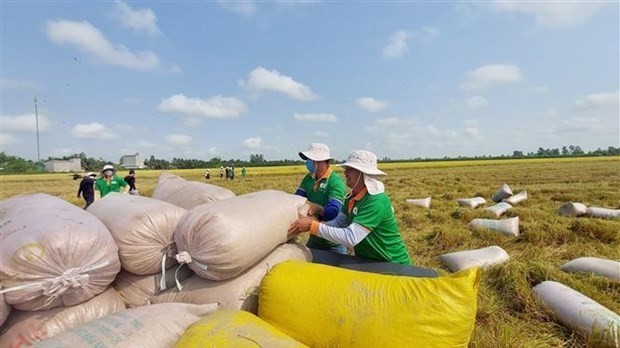 Vietnam’s rice exports to surpass yearly target
