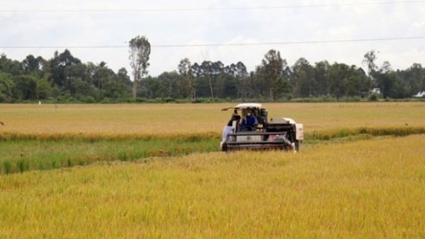 Southern region to prioritise high-quality rice varieties in winter-spring crop