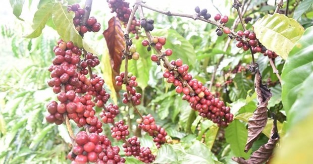 UKVFTA gives boost to Vietnam’s coffee exports to UK UKVFTA gives boost to Vietnam’s coffee exports to UK