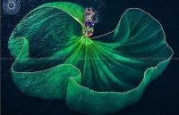photograph of vietnamese fish seller wins grand prize at smithsonian contest