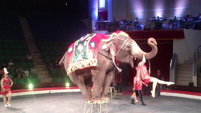 Ha Noi to host int’l circus festival this October ha noi to host intl circus festival this october
