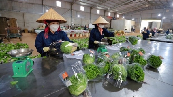 Da Lat vegetables exported to Singapore, RoK