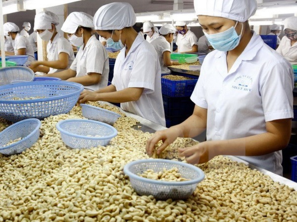 phu quoc to host international cashew conference