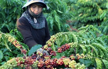 Vietnam’s coffee exports jump to record high of 1.8 million tonnes