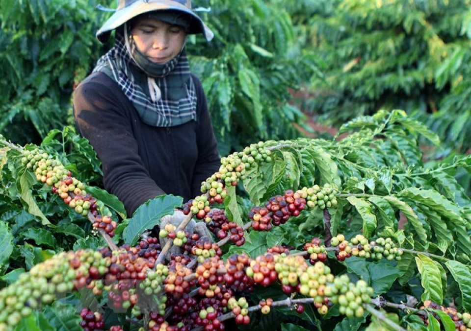 vietnams coffee exports jump to record high of 18 million tonnes
