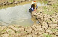 mekong delta enjoys good start to rice harvest