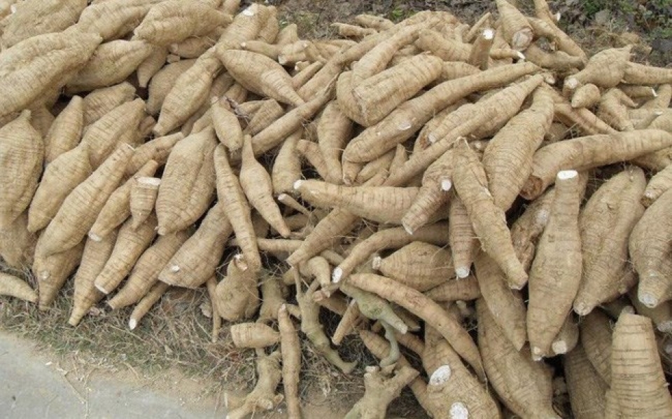 cassava exports to rok sharply rise