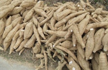 Cassava exports to RoK sharply rise