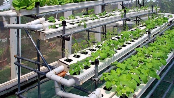 Viet Nam to promote hi-tech farming