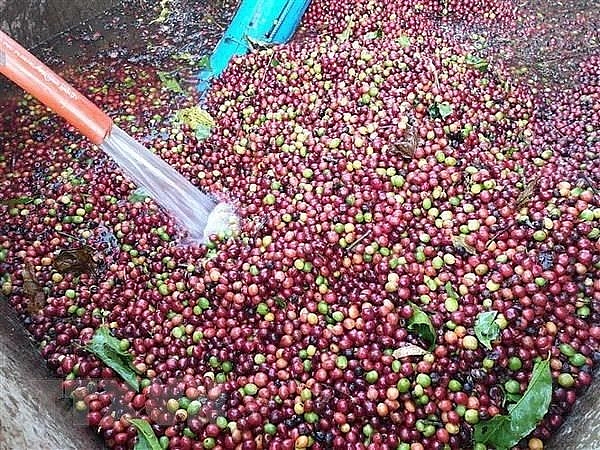Vietnam develops high-quality coffee
