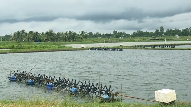 Shrimp farming holds numerous chances for recovery