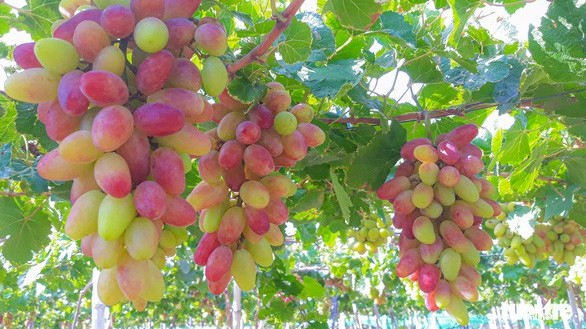 Ninh Thuan grape and wine festival 2023 slated from June 13-18